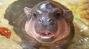 CUTE ALERT: Baby pygmy hippo makes debut at Zoo Miami