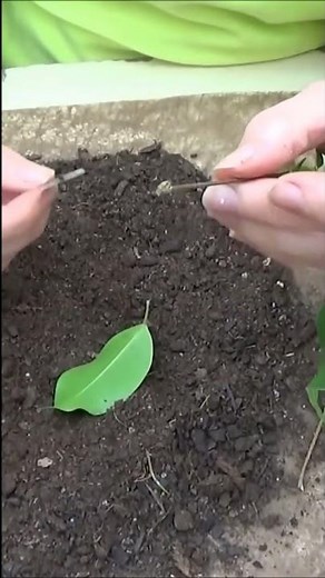 Jardinage: Bouture de ficus Benjamina #shortsyoutube
