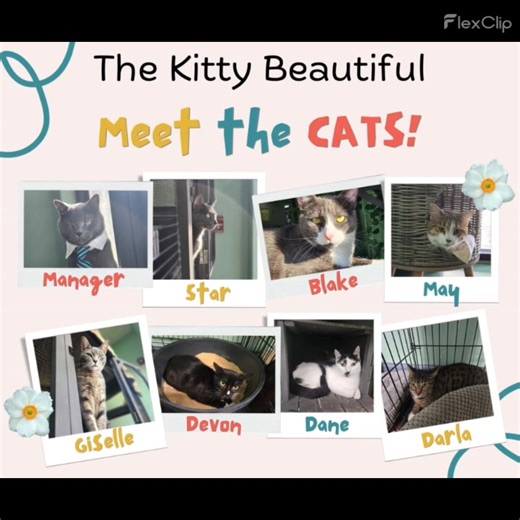 Visit us at The Kitty Beautiful cat cafe in beautiful downtown Orlando and get ready to fall in love with our adorable feline friends! Our cat cafe is home to a diverse and lovable group of cats waiting to brighten up your day. Enjoy a cup of coffee or tea while you play, cuddle, and relax with our furry residents. It's the purrfect spot to unwind and make some new friends! Come and meet our current kitty crew. Don't miss out on the fun! Book your visit now and spend some quality time with our b