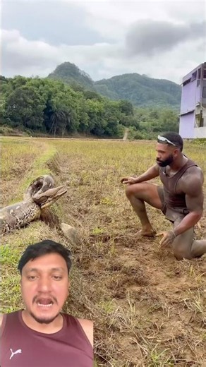 Brave Man Catches a Giant Python! 😱🐍 #Python #Brave #shorts