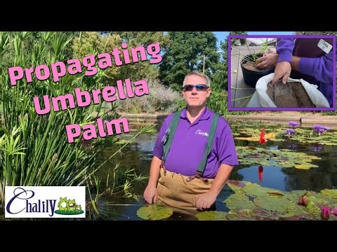 Umbrella Plant Propagation Made Easy