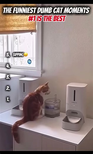 The funniest dumb cat moments🤪 | cats