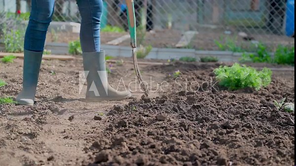 Digging Spring Soil With Spading fork, work in a garden
