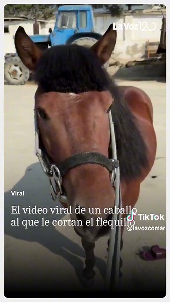Caballo con Flequillo: El Video Viral que Divierte a Todos