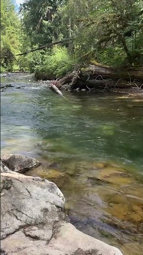 hiking along the river at little qualicum falls 🌲 vancouver island #hiking #vancouverisland