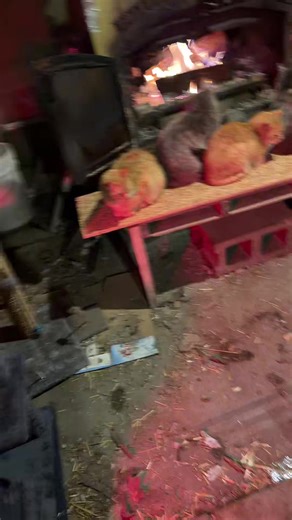 johnsuttonjrll (@johnsuttonjrll)’s video of cat tree