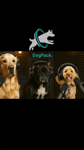 Luna The Mini Cockapoo “sums up” frenchy pretty well here 😅 | DogPack