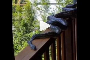 Viral Video: Six Pythons Found in Australia Home During Mating Season. Watch
