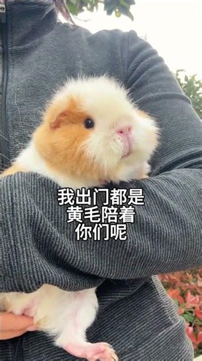 Always Traveling with My Yellow-haired Mate