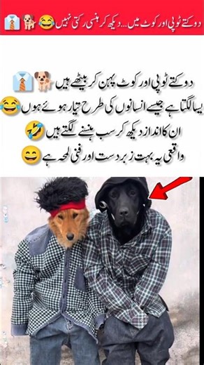 Two Dogs in Funny Outfits 😂#funny #dogs #comedy #ytshorts #shorts