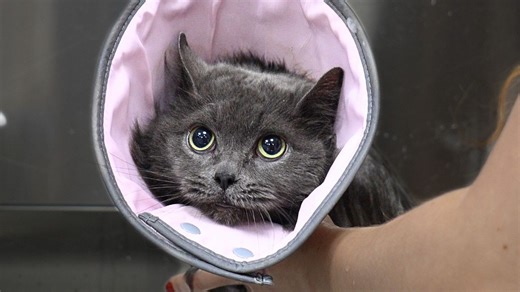 I've Groomed Thousands of Cats...NEVER One Like This | Girl With The Dogs