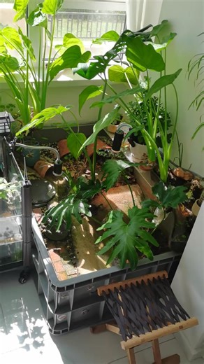 cũng lâu rồi nhỉ #turtle #paludarium