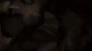 African Wild Dog's - Nat Geo Wild- Documentary