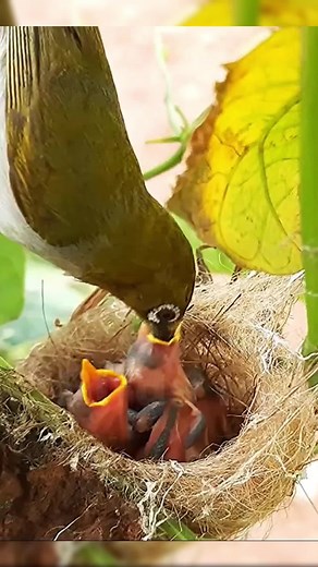 White Eye Bird Feeding Baby Chicks