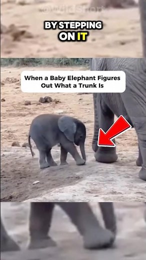 Learning to Trunk: Baby Elephant Fails & Triumphs! 🍼🐘