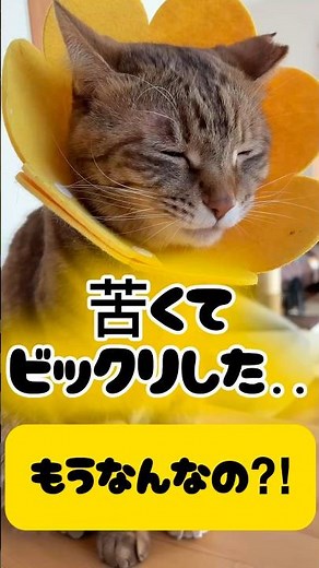 「500円の投薬器が神アイテムだった…！翌日到着で薬が簡単に✨」 #猫 #猫動画 #猫のいる暮らし