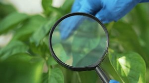 Wissenschaftler untersucht Pflanze mit Lupe. Forscher: Stockvideos & Filmmaterial (100 % lizenzfrei) 3547433549 | Shutterstock