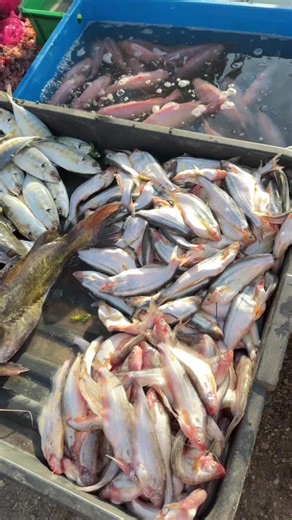 Join the LIVE Incentive Program for Fans