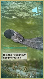 30K views · 116 reactions | 閭This just in: Not only can some ducks ‘talk’ but they also swear. Decades ago a scientist in Australia recorded a musk duck repeatedly saying 'you bloody fool'. ‍ Now that evidence has been verified, and proves that the species is capable of vocal learning, an ability that humans share. Read more: https://newseu.cgtn.com/news/2021-09-09/A-decades-old-recording-proves-some-ducks-can-talk--13q6HN8kTRe/index.html | CGTNEurope | Facebook