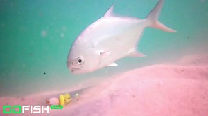 6.3K views · 113 reactions | This Is What Really Happens To Your Fishing Bait | FishGum | Facebook