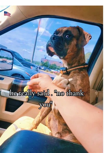 Understanding Boxer Dog Behavior: Tips and Insights