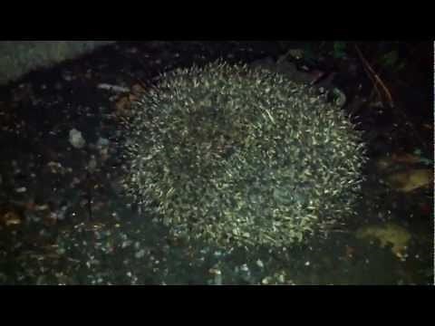 Hedgehog screaming in distress