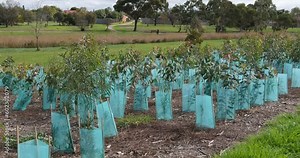 A variety of young trees with tree sleeves or guards planted on nature reserve in an Australian neighbourhood. Concept of plants protection, street tree planting. Skeleton Creek VIC Australia.