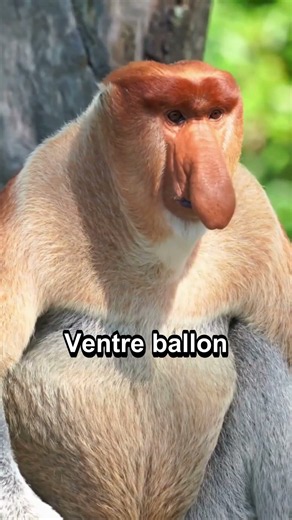 4 secrets insolites sur le NASIQUE #Singe