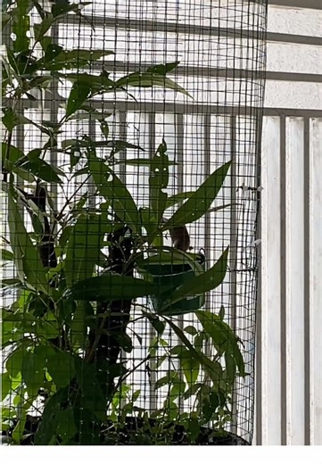 Buat Mini Aviary Sendiri dari Pot: Panduan Kreatif