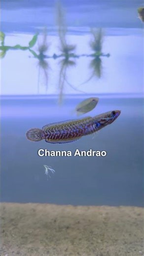 I Didn’t Clean My Fish Tank for 3 MONTHS…