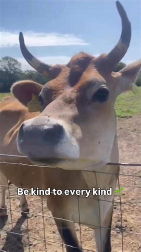 Kindness doesn’t cost a penny, but it means everything ❤️ #BeKindToEveryKind | Animal Justice Project