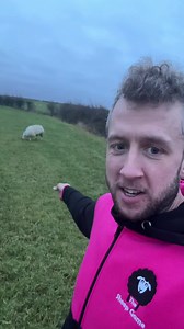 A lone sheep = problems They keep you on your toes 😁 | The Sheep Game