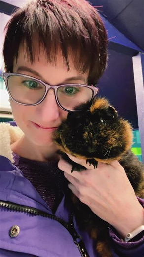Enjoy a Morning Nose Boop with Ozzie the Guinea Pig