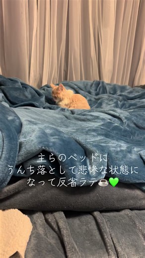 選択2回も回したよ😢#肛門鎖肛 #子猫 #スコティッシュフォールド #保護猫 #うちの子が可愛すぎる