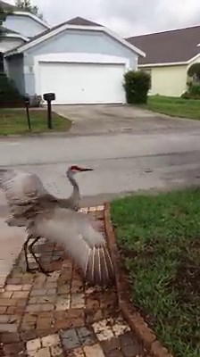 Jump around! Jump up jump up and get down! | America's Funniest Home Videos