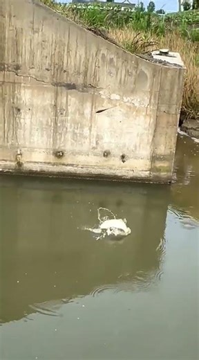 Casting technique that catches fish instantly #fishing #howto
