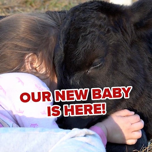 Bringing Home A CALF! | Wild Wonderful Off-Grid