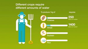 1.7K views · 87 reactions | Did you know that different #crops require different amounts of #water to grow? Learn more about how much water goes into growing your food with our water use by crop infographic. | Syngenta | Facebook