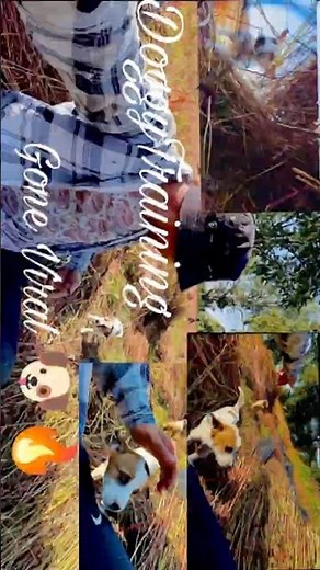 Doggy Training Gone Viral 🐶🔥 #doggytraining #petlove #doglover #cutedog #petshorts #doglife