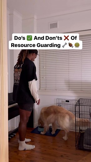 Preventing Resource Guarding in Dogs: The Do's and Don'ts