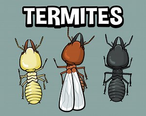 Animated termite by Robert Brooks - gamedeveloperstudio.com
