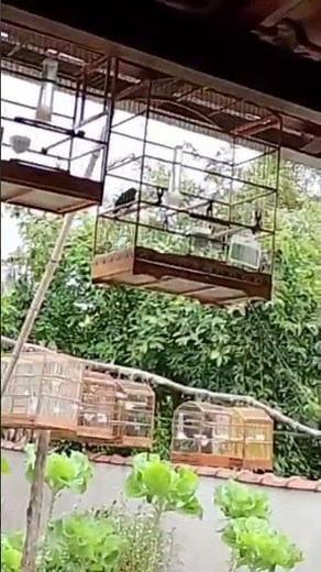 As aves estão animadas.