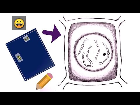 💯How to draw PROPHASE(mitosis) in easily💥🙋‍♂️✅