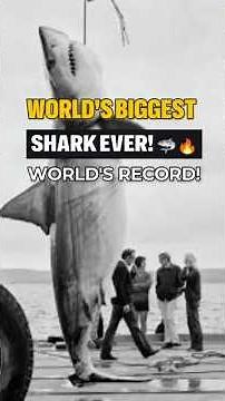 World’s Largest Great White Shark Caught! 🦈 2,664 Pounds of Power! #GreatWhiteShark