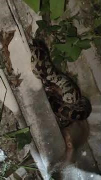 Python and mongoose fight #mongoosevspython #mongoosevscobra #mongoosevssnake #mongooseattack#python