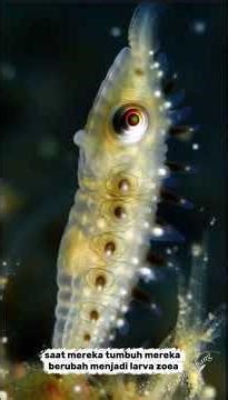 how shrimp reproduce in the sea #animals