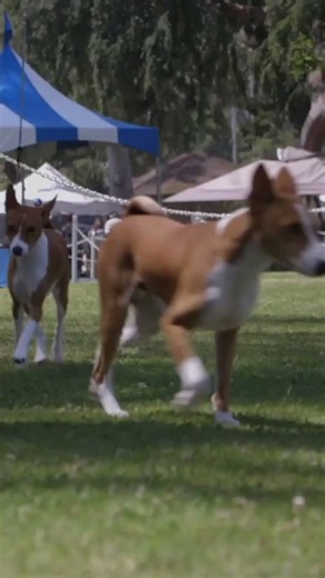 The cutest small dog? Uncovering the secret of the Basenji! #shorts