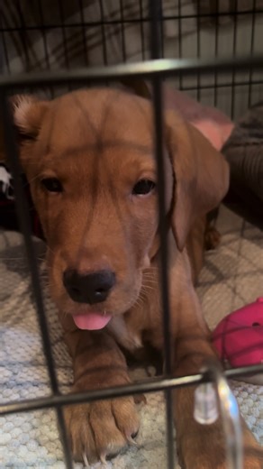 Yawnnnn.. 💤 #puppylife #foxredlabrador #tired