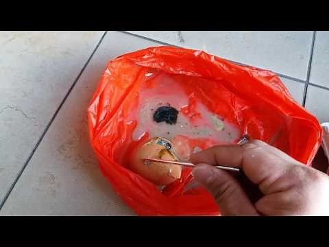 Inside A Rotten Egg