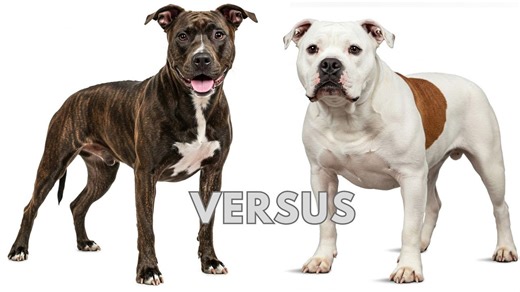 The ultimate showdown: American pitbull terrier vs American bulldog